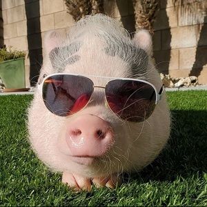 Meet your Posher, Stu